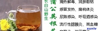 喝公英根茶的好处与坏处全解析