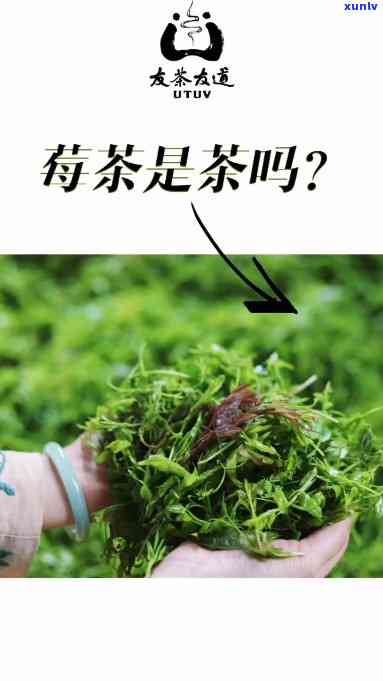 岩莓茶冲泡 *** 视频教程全解析