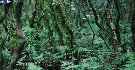 荒野牡丹茶：功效、作用及禁忌全解析