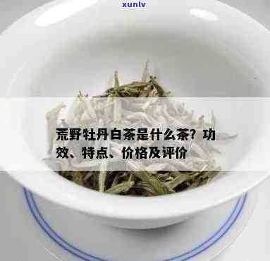 荒野牡丹茶：功效、作用及禁忌全解析