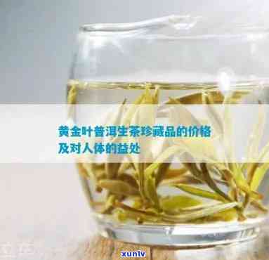 古树黄金叶茶的功效与禁忌，深度解析：古树黄金叶茶的功效与饮用禁忌