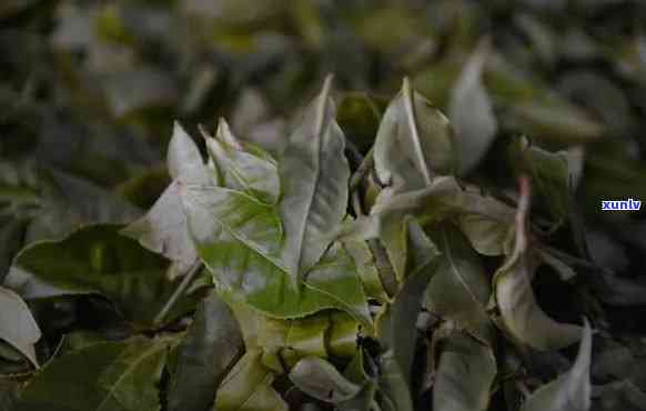 老树茶的作用和功效-老树茶的作用和功效老树茶壮阳吗