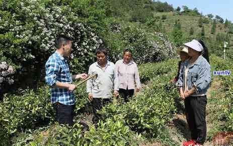 白叶茶有哪些，探秘白叶茶：种类、特点与功效全解析