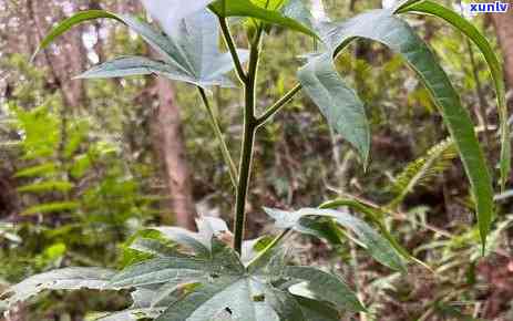 茯苓茶的作用与功效-五指毛桃茯苓茶的作用与功效