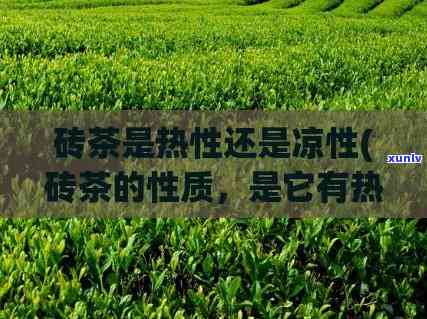 砖茶属于寒性还是性，探究砖茶的性质：它是寒性还是性？