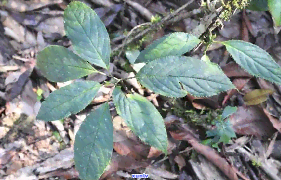 七茶参的功效，探索七茶参的神奇功效，让你的身体更健！