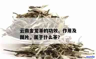 金龙茶的作用和功效-金龙茶的作用和功效是什么