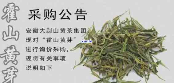 顶山茶黄芽一斤多少钱？功效与价格全解析