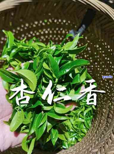 凤凰杏仁香茶的功效-凤凰杏仁香茶的功效与作用