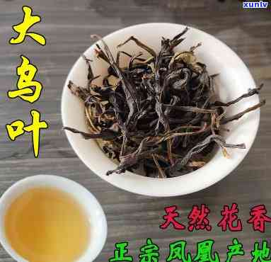 探究凤凰大乌叶茶的功效与作用及其禁忌