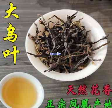 探究凤凰大乌叶茶的功效与作用及其禁忌