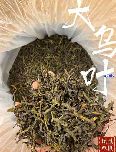 探究凤凰大乌叶茶的功效与作用及其禁忌