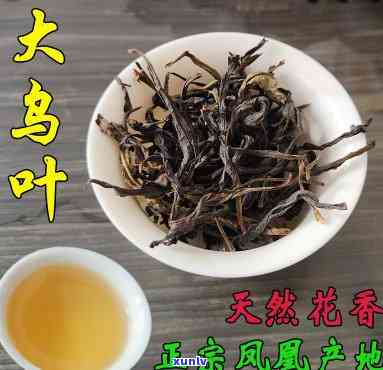 探究凤凰大乌叶茶的独特特点