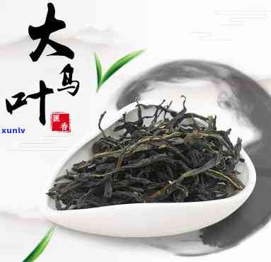 探究凤凰大乌叶茶的独特特点