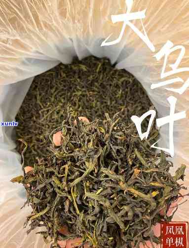 探究凤凰大乌叶茶的独特特点