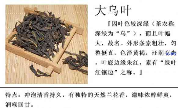 探究凤凰大乌叶茶的独特特点