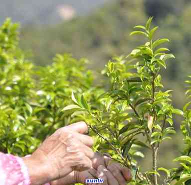 潮州锯朵仔茶叶贵吗-潮州锯朵仔茶叶贵吗多少钱