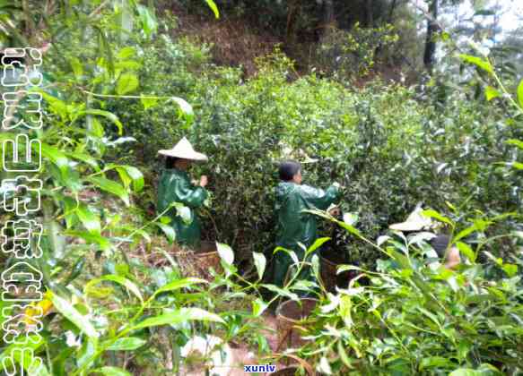 矮脚茶的作用与功效女人怀孕，孕妇必知：矮脚茶的神奇作用和孕期保健功效