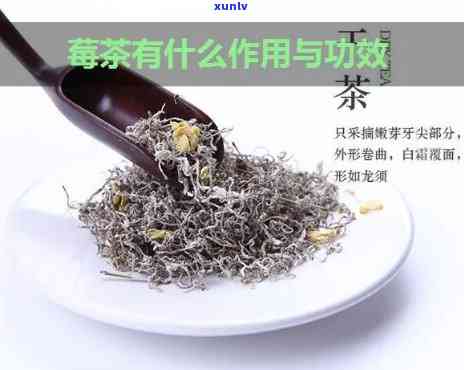 高山茶的作用与功效-高山莓茶的作用和功效与禁忌