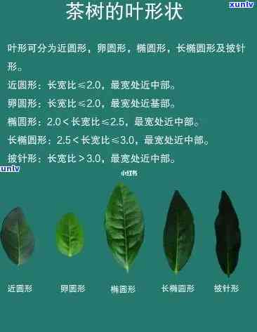 橾叶茶治什么病症，探究茶叶治疗的功效：橾叶茶能治疗哪些病症？