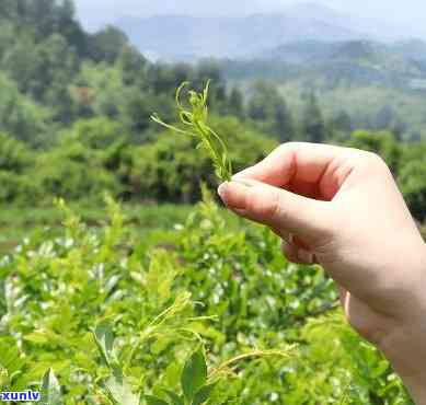 探究富硒来凤藤茶的功效与作用