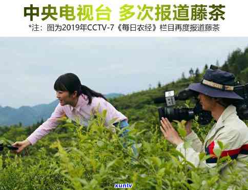 CCTV7来凤藤茶视频：展现创新发展之路与传片