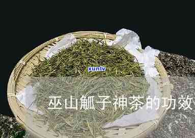 山觚子神茶(大叶茶)的功效与特点