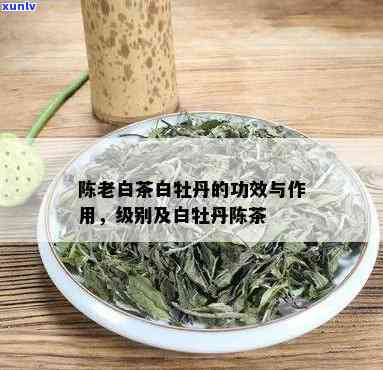 陈年白牡丹茶的功效、作用及禁忌全解析