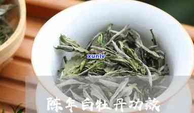 陈年白牡丹茶的功效、作用及禁忌全解析