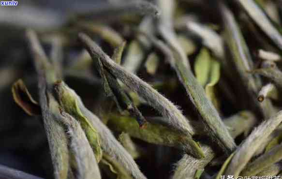 长沙河西休闲新茶，探索长沙河西：体验休闲新茶文化