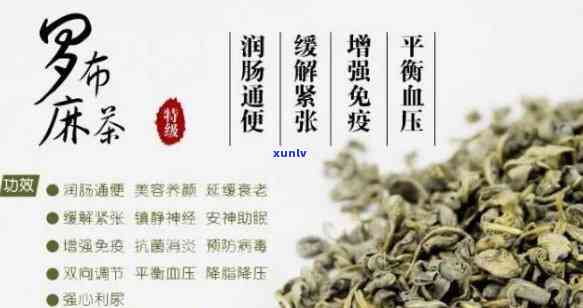 大花罗布麻茶的功效-大花罗布麻叶