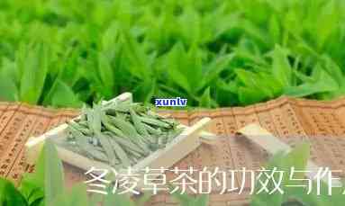 济源冬草茶的功效-济源冬草茶的功效与作用