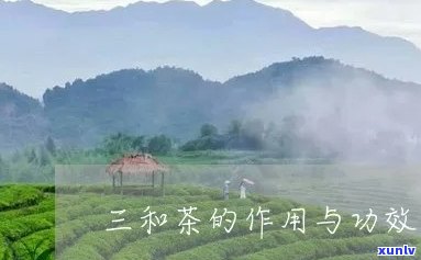 三和茶：作用、功效与副作用全解析