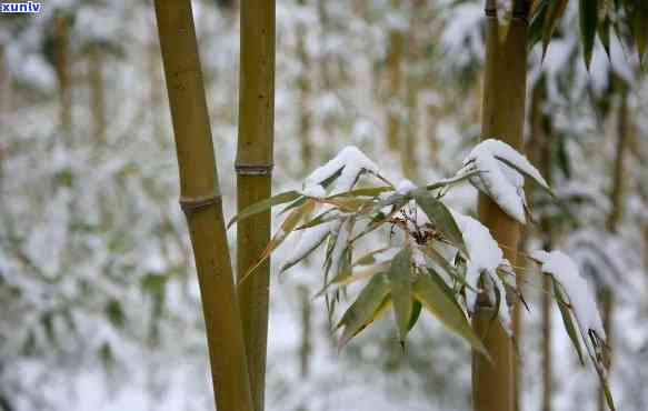 峨眉雪竹官网，探索峨眉雪竹的美丽世界：访问峨眉雪竹官网