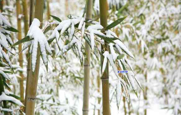 峨眉雪竹官网，探索峨眉雪竹的美丽世界：访问峨眉雪竹官网