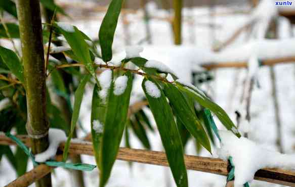 峨眉雪竹官网，探索峨眉雪竹的美丽世界：访问峨眉雪竹官网