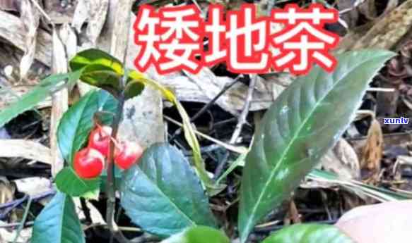 勐海南糯山七子饼茶07年价格，【老同志】南糯山七子饼茶 2007年 勐海熟普洱茶 1kg 散茶礼品佳品 红茶云南特产茶叶