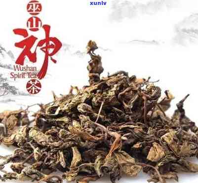 重庆山神茶的功效-山神茶的功效与作用