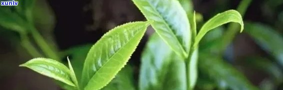 矮脚茶的药用与功效-矮脚茶的药用与功效与作用