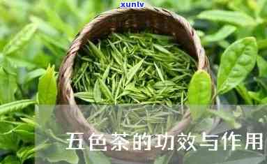 五时茶的功能与疗效-五时茶的功能与疗效是什么