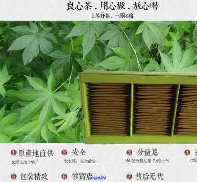 七角仙叶甜茶：功效、作用与禁忌全解析