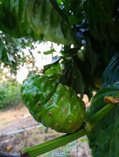 诺丽果茶可以天天喝吗，天天喝诺丽果茶可行吗？专家解析