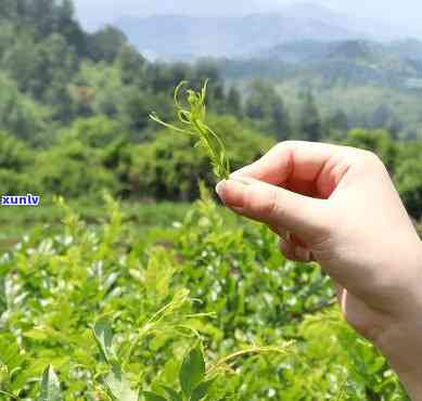 来凤金祈藤茶的功效-来凤金祈藤茶的功效与作用