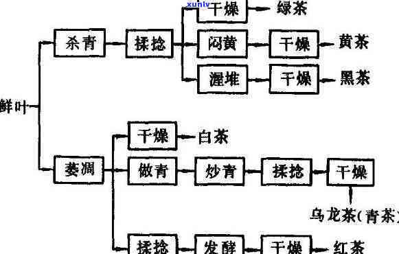 茶的工序和注意事-茶的工艺流程