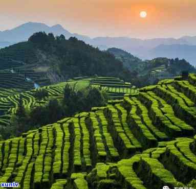 茶的故乡：中国，何处寻根？