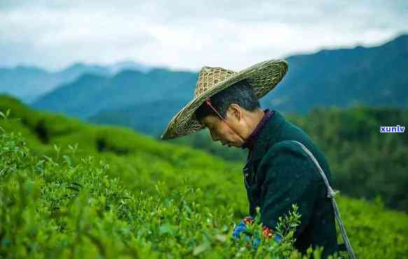 茶的故乡：中国，何处寻根？