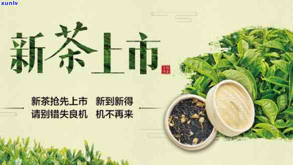 品尝新茶的那一口-新茶已到,欢迎品尝