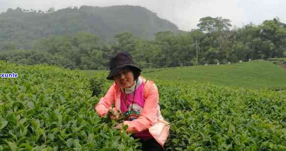 阿里山名茶，探索阿里山：品尝世界著名的名茶