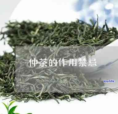 仲茶：禁忌与益处全解析