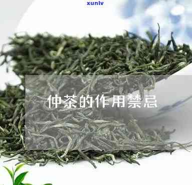 全面解析：仲茶的功效、作用与禁忌